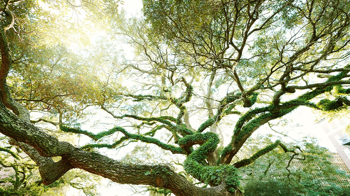 Top of tree