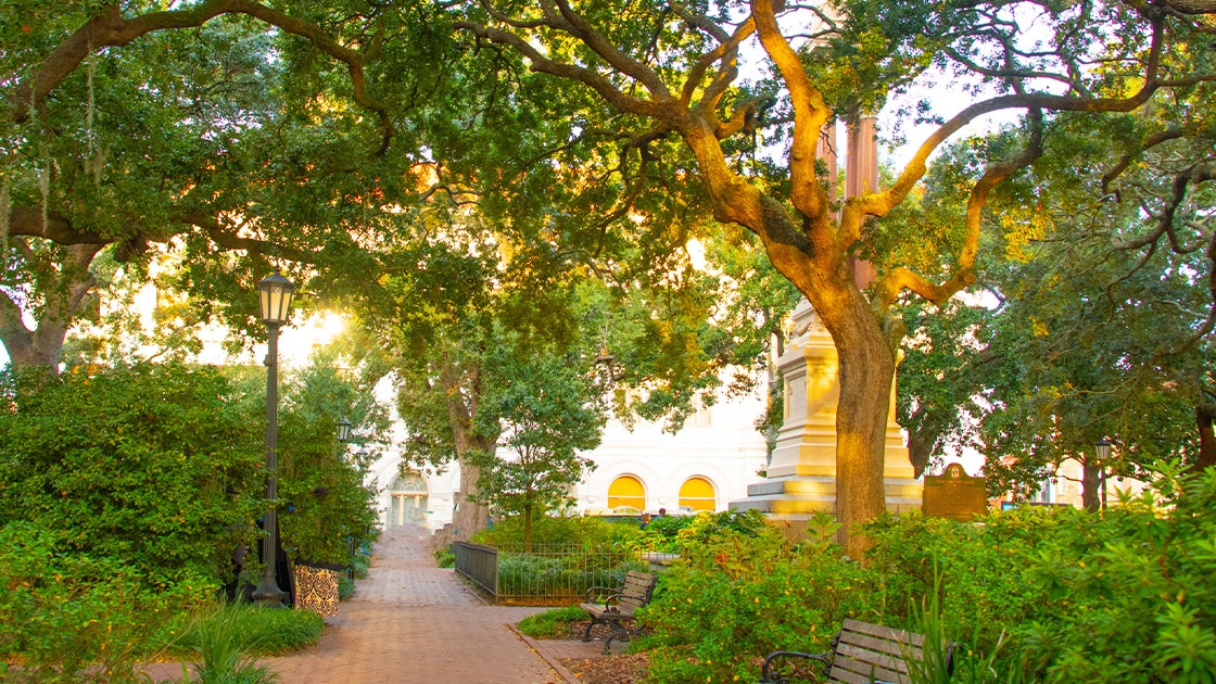 Tree in the park